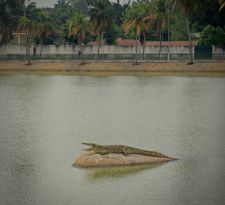 Crocodile at Presidential Palace